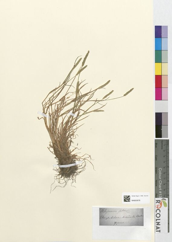 Alopecurus fulvus (Poaceae)