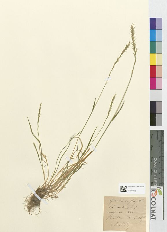 Gaudinia fragilis (Poaceae)