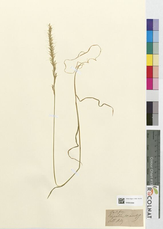 Gaudinia fragilis (Poaceae)