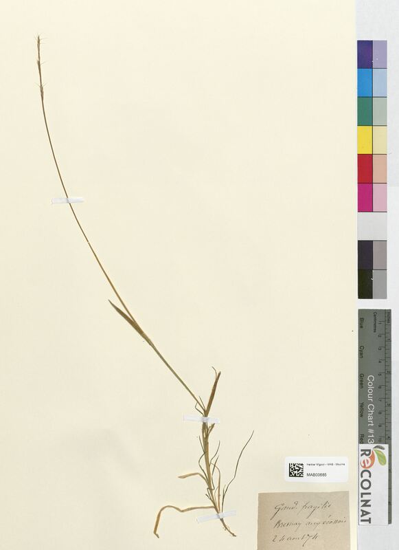 Gaudinia fragilis (Poaceae)