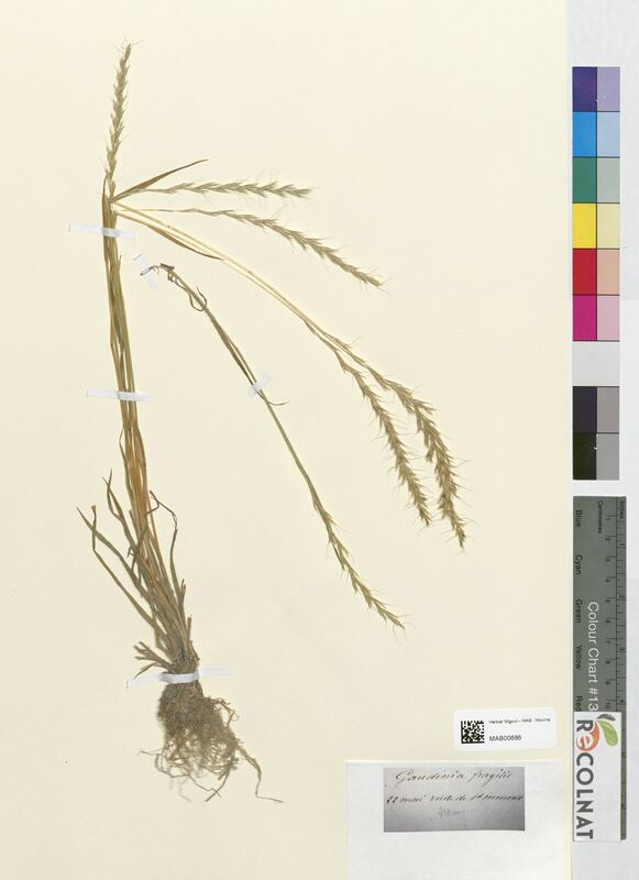 Gaudinia fragilis (Poaceae)