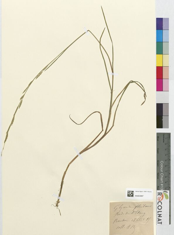 Glyceria fluitans (Poaceae)