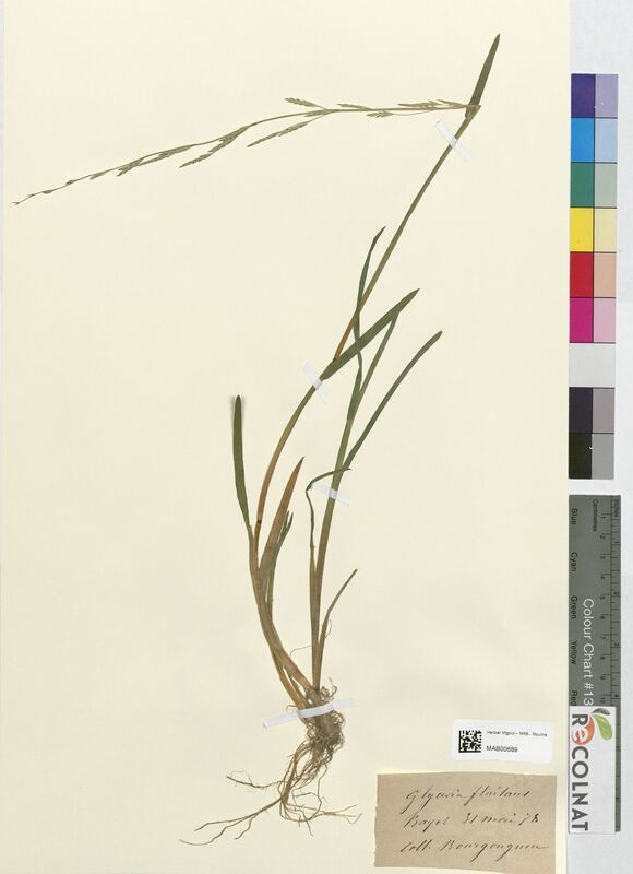 Glyceria fluitans (Poaceae)