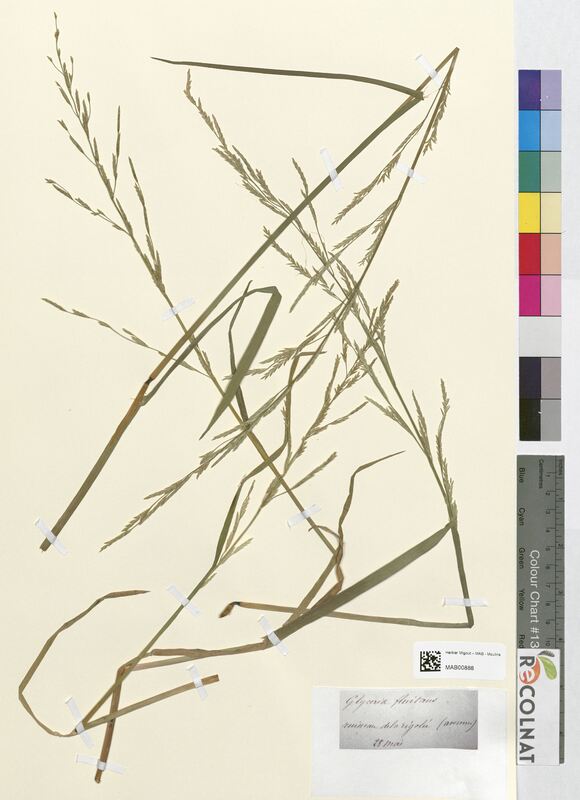 Glyceria fluitans (Poaceae)