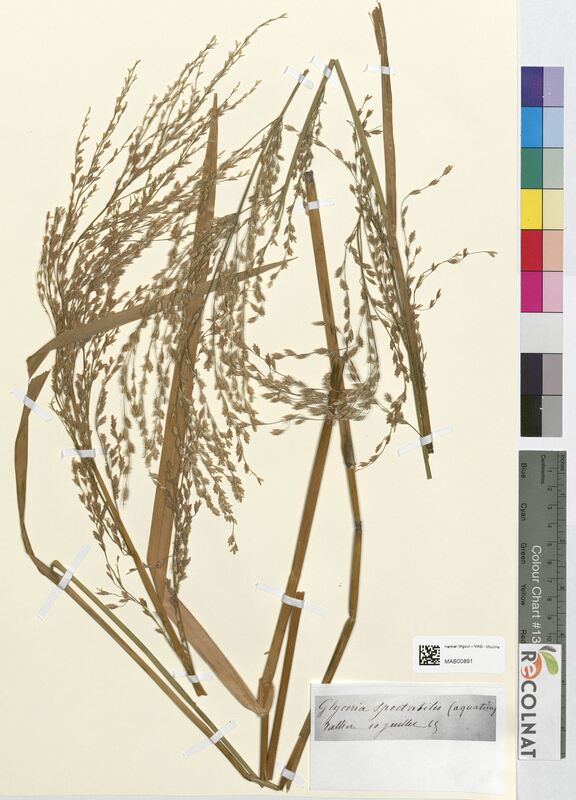 Glyceria spectabilis (Poaceae)