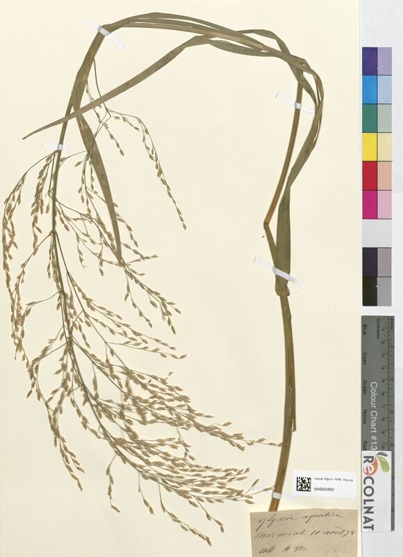 Glyceria aquatica (Poaceae)