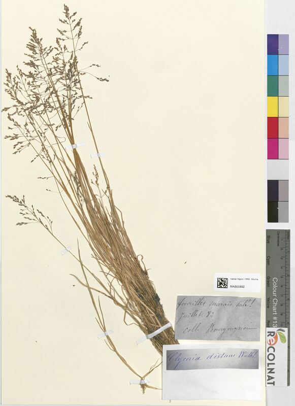 Glyceria distans (Poaceae)