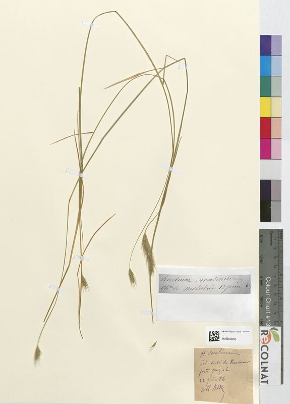 Hordeum secalinum (Poaceae)