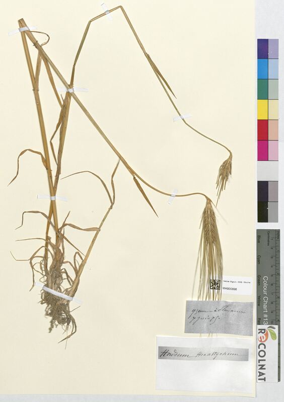 Hordeum hexastychum (Poaceae)