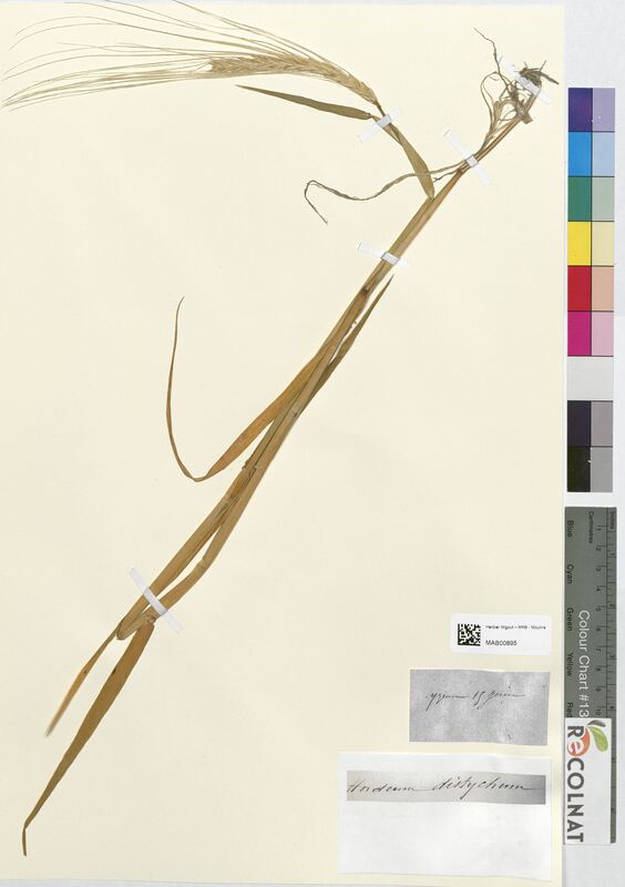 Hordeum distychum (Poaceae)