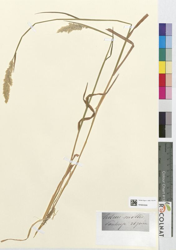 Holcus mollis (Poaceae)