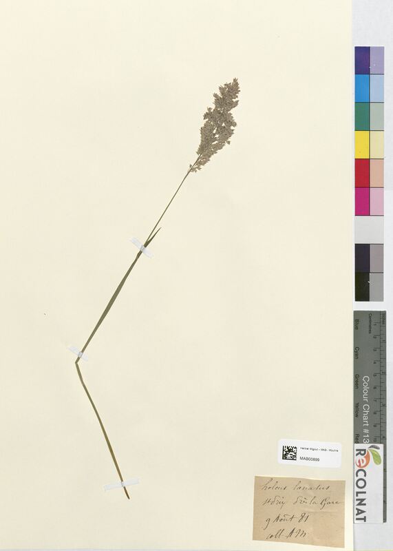 Holcus lanatus (Poaceae)