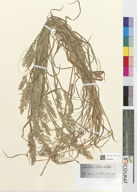 Holcus lanatus (Poaceae)