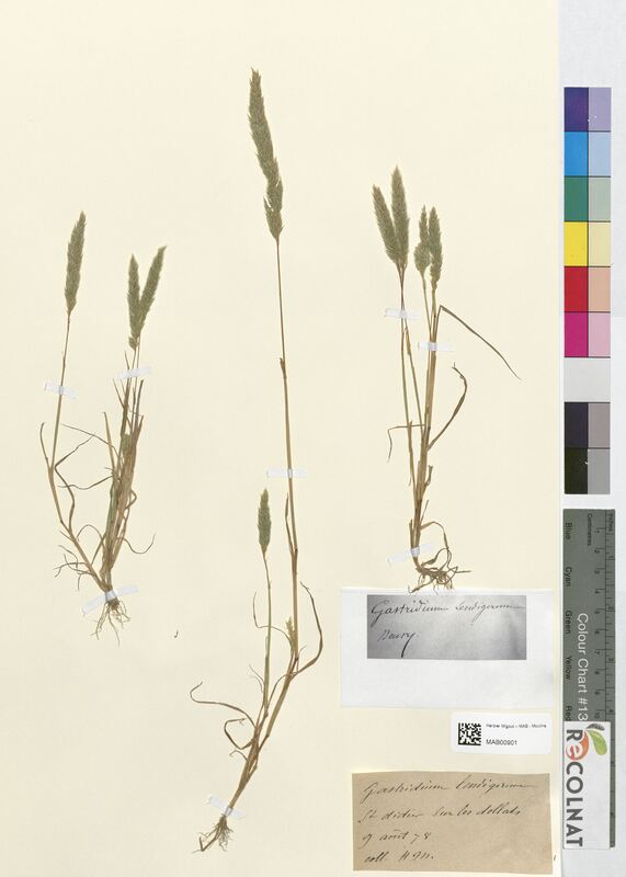 Gastridium lendigerum (Poaceae)