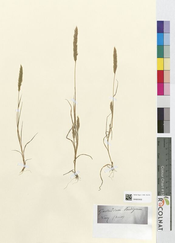 Gastridium lendigerum (Poaceae)