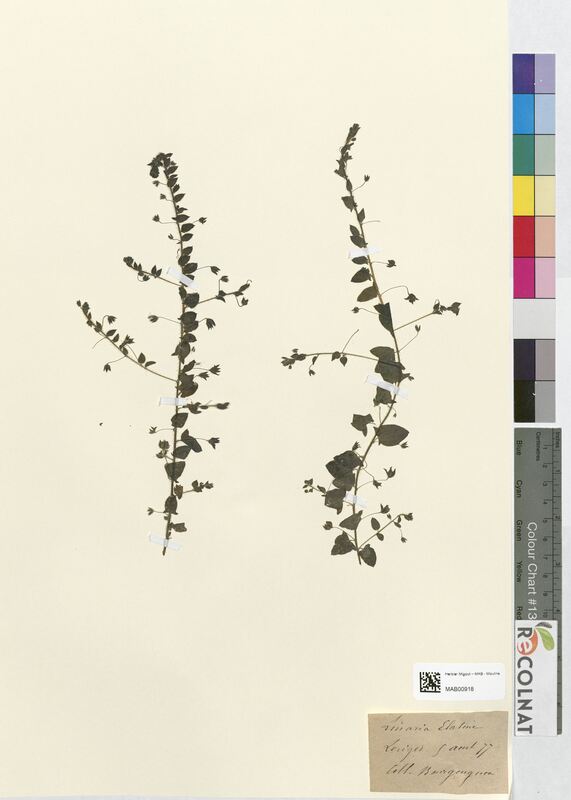 Linaria elatine (Scrophulariaceae)