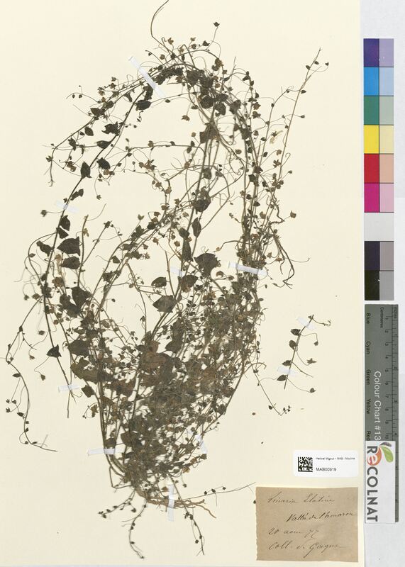 Linaria elatine (Scrophulariaceae)