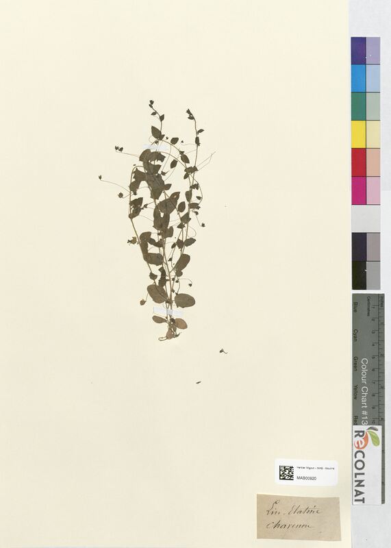 Linaria elatine (Scrophulariaceae)