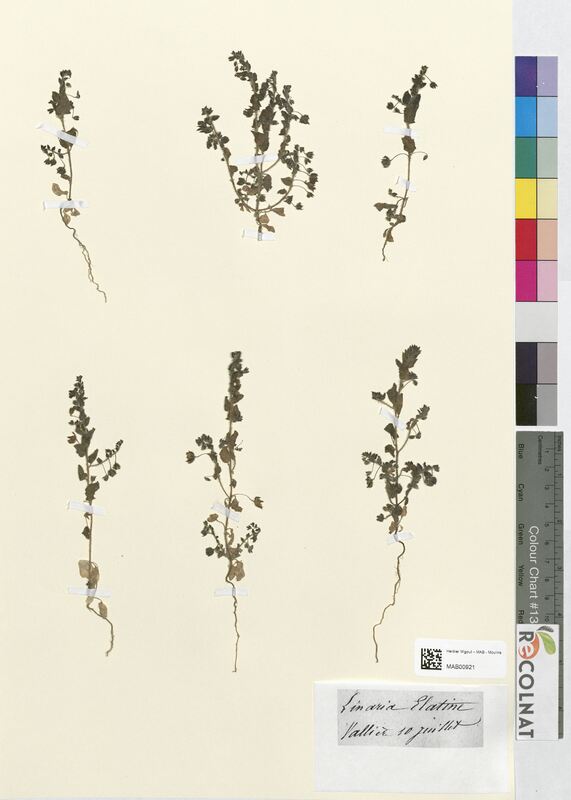 Linaria elatine (Scrophulariaceae)