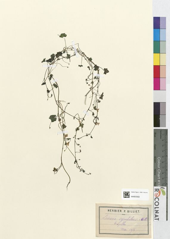 Linaria cymbalaria (Scrophulariaceae)