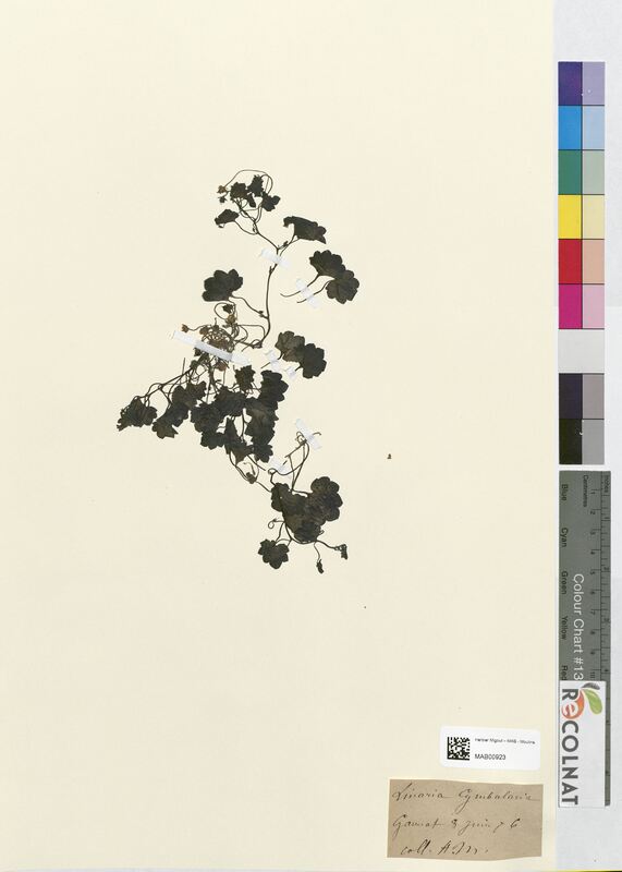 Linaria cymbalaria (Scrophulariaceae)