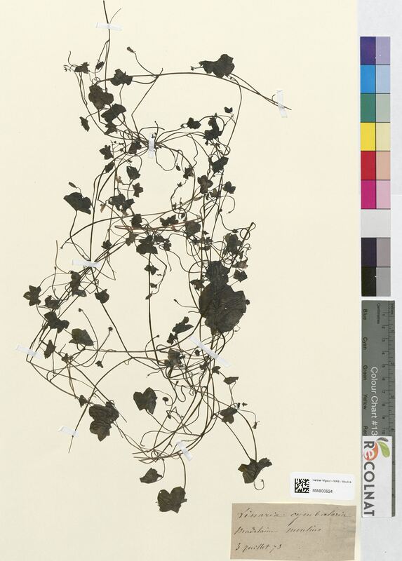 Linaria cymbalaria (Scrophulariaceae)