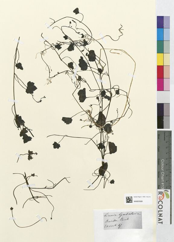 Linaria cymbalaria (Scrophulariaceae)