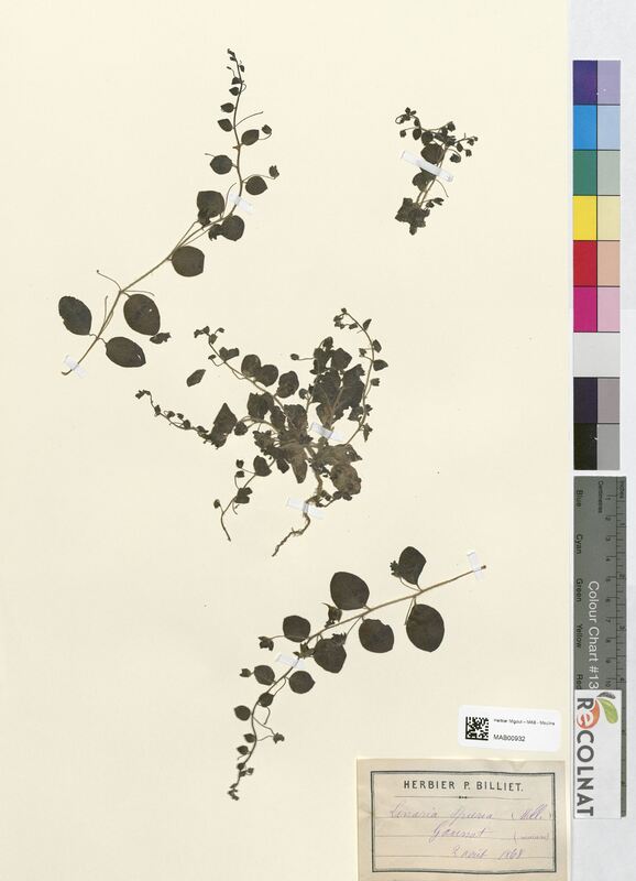 Linaria spuria (Scrophulariaceae)