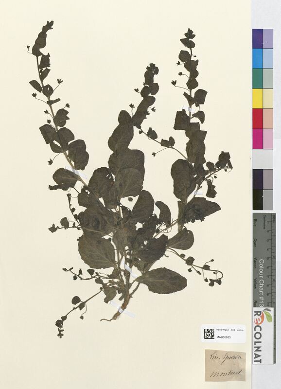 Linaria spuria (Scrophulariaceae)