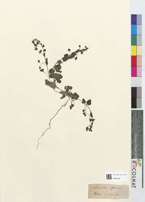 Linaria spuria (Scrophulariaceae)