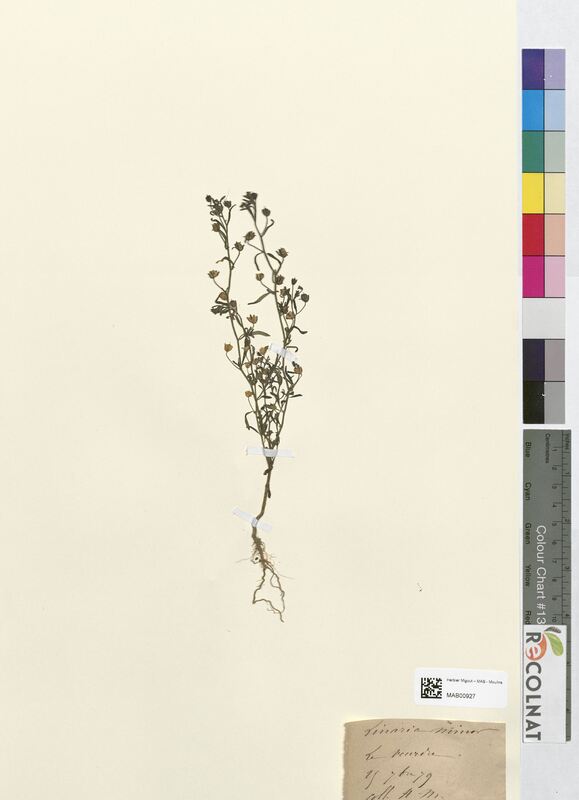 Linaria minor (Scrophulariaceae)