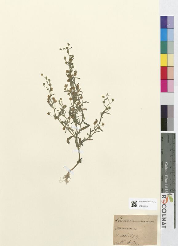 Linaria minor (Scrophulariaceae)