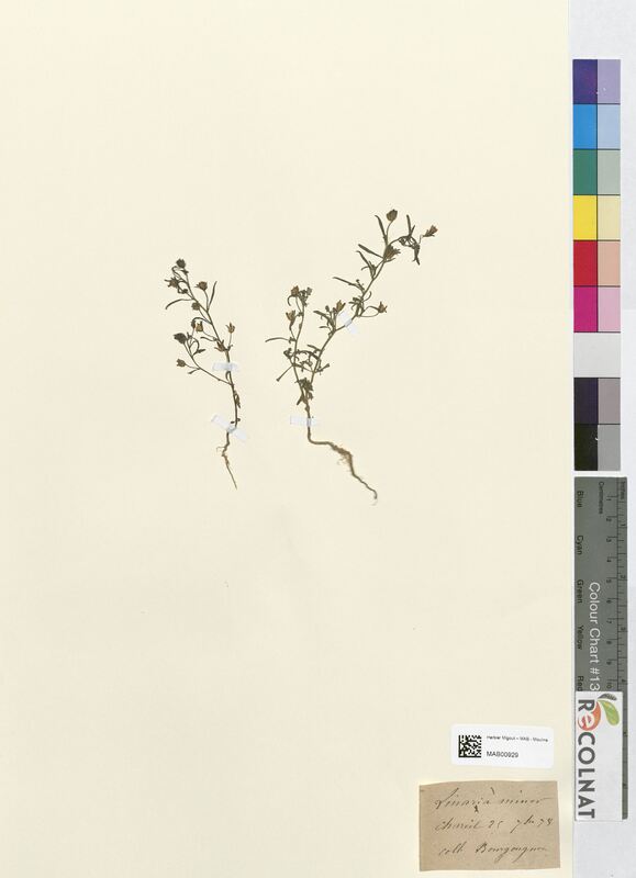 Linaria minor (Scrophulariaceae)