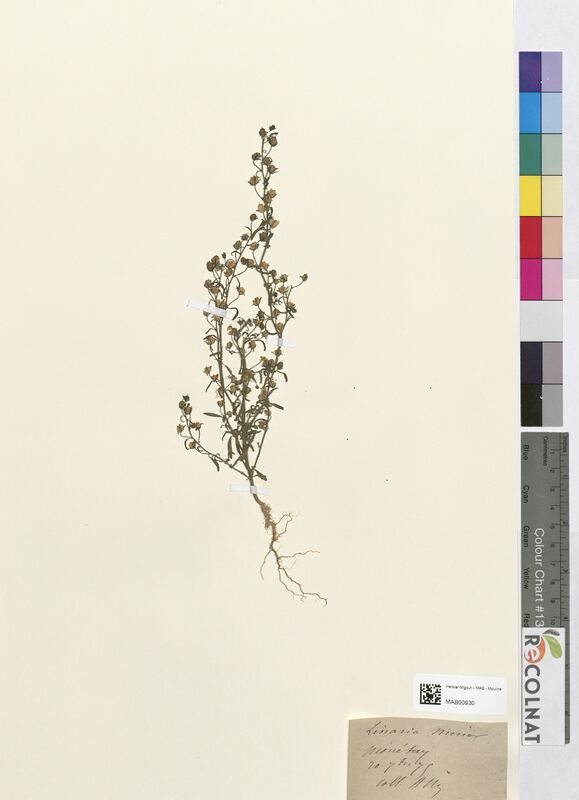 Linaria minor (Scrophulariaceae)