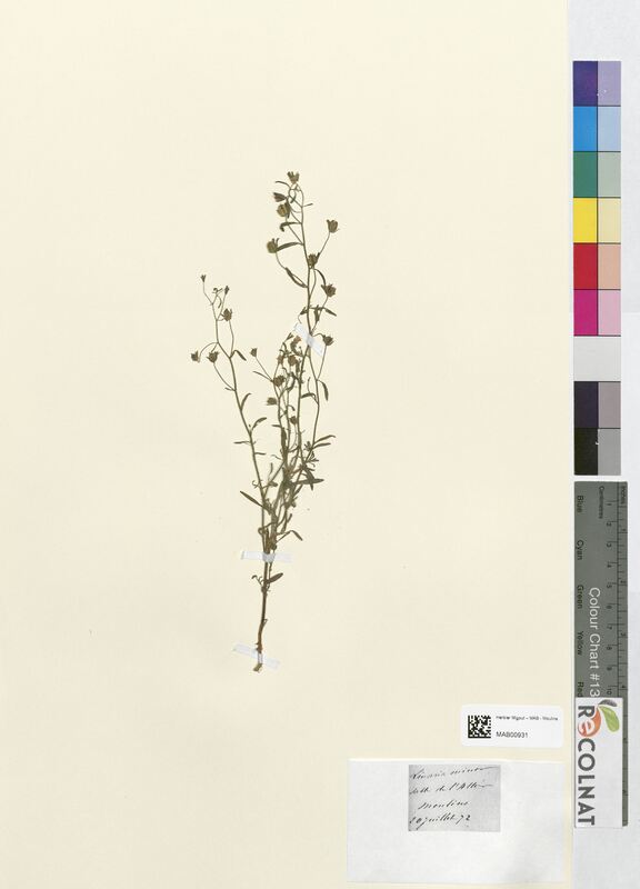 Linaria minor (Scrophulariaceae)