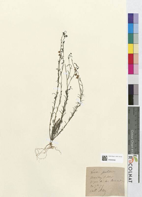 Linaria pelisseriana (Scrophulariaceae)