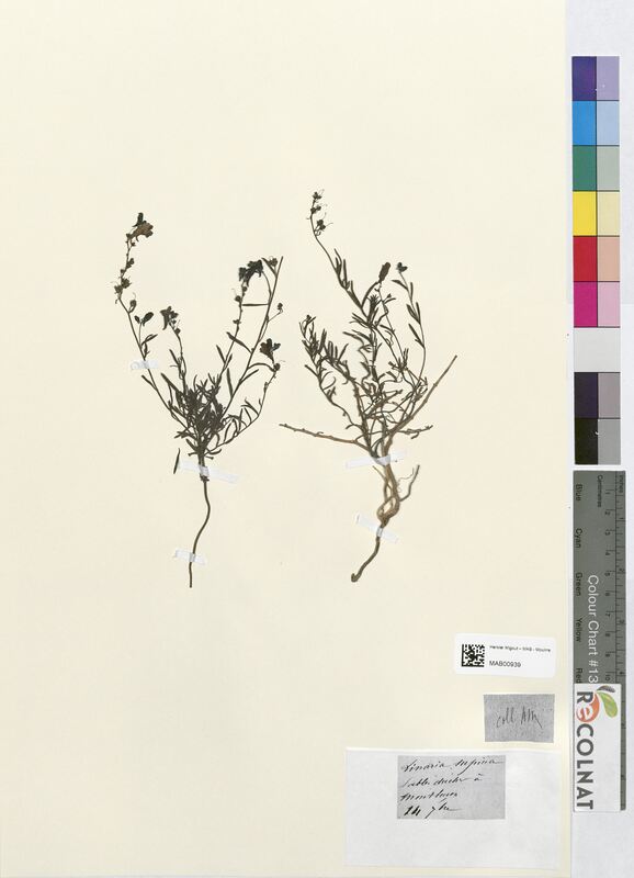 Linaria supina (Scrophulariaceae)