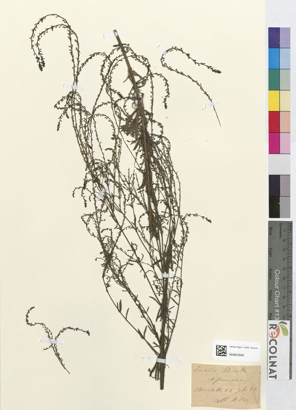 Linaria striata (Scrophulariaceae)