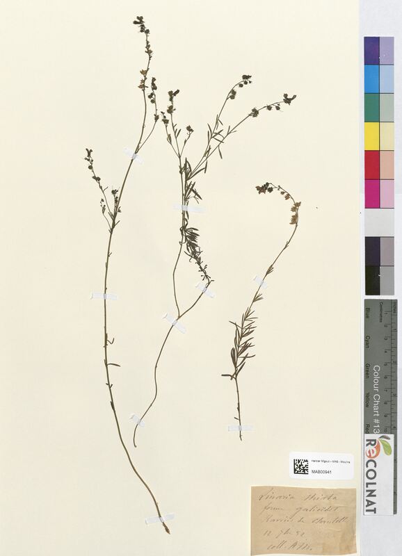 Linaria striata (Scrophulariaceae)