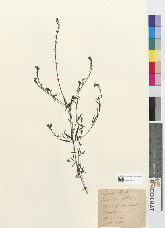 Linaria striata (Scrophulariaceae)