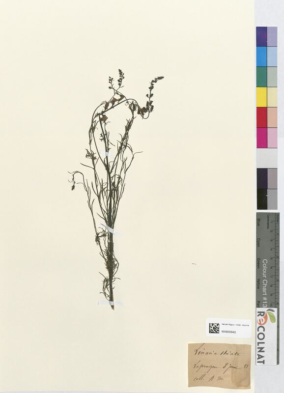 Linaria striata (Scrophulariaceae)