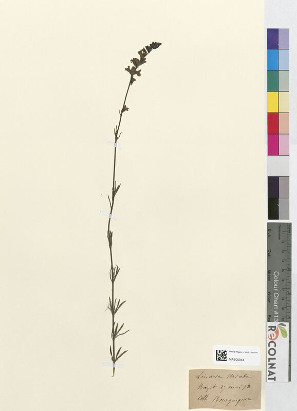Linaria striata (Scrophulariaceae)