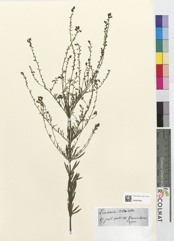 Linaria striata (Scrophulariaceae)