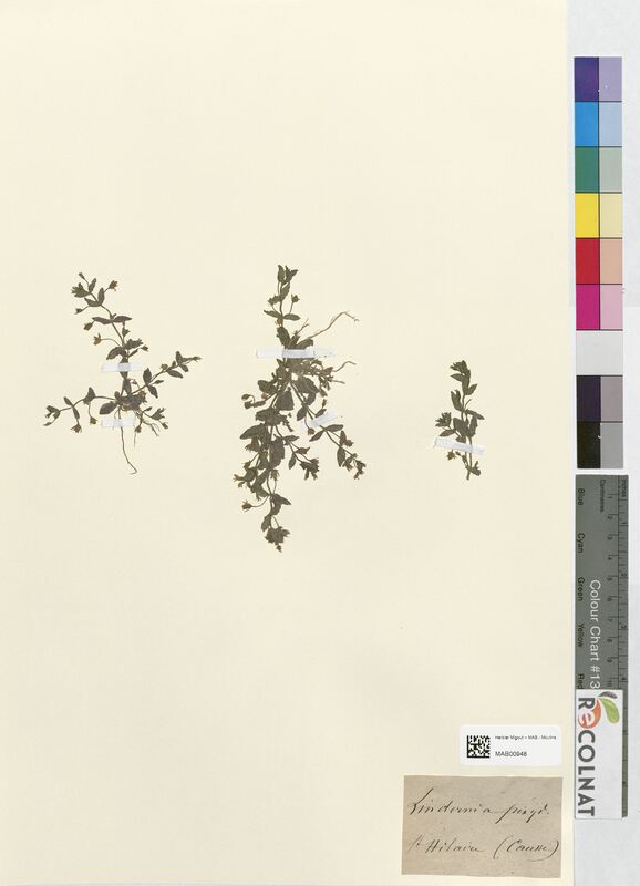 Lindernia pyxidaria (Linderniaceae)