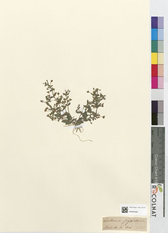 Lindernia pyxidaria (Linderniaceae)