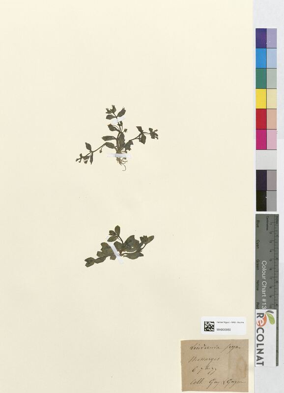 Lindernia pyxidaria (Linderniaceae)