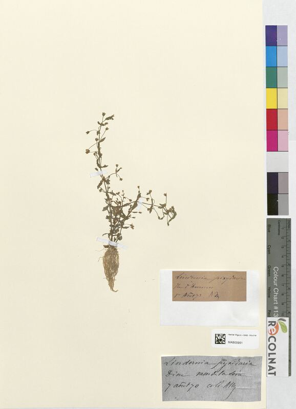 Lindernia pyxidaria (Linderniaceae)