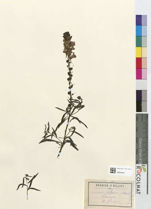 Linaria vulgaris (Scrophulariaceae)