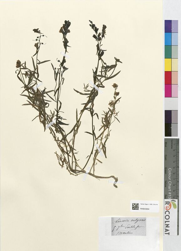 Linaria vulgaris (Scrophulariaceae)