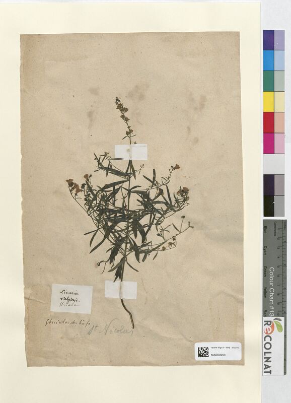 Linaria striata (Scrophulariaceae)